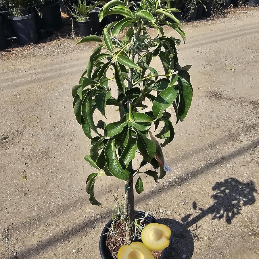 Sapote Suebelle