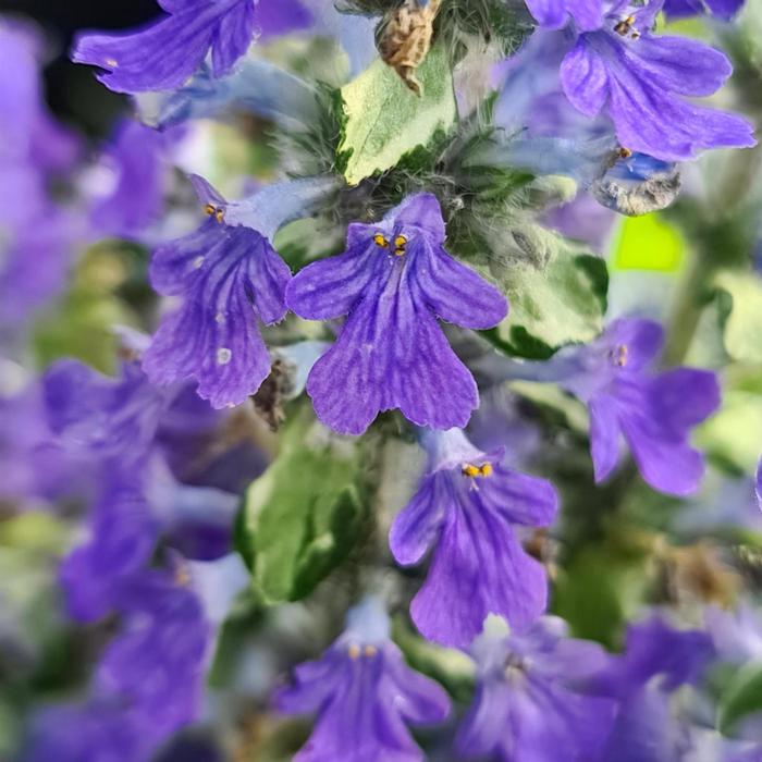 Ajuga reptans Princess Elsa