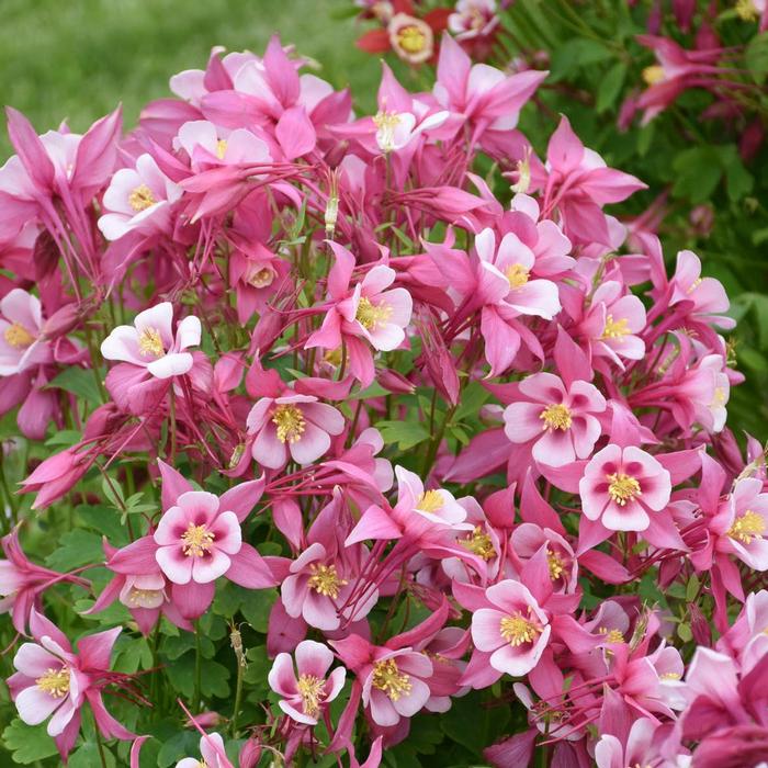 Aquilegia caerulea Kirigami&trade; Rose & Pink