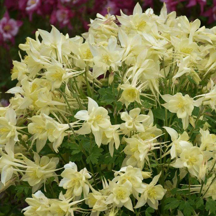 Aquilegia caerulea Kirigami&trade; Yellow