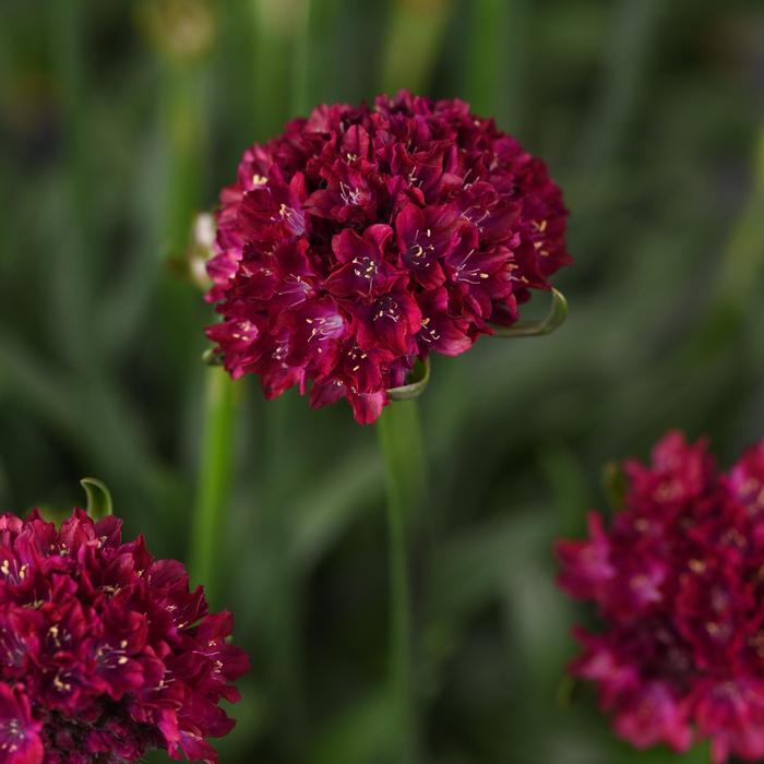 Armeria pseudarmeria Dreameria&reg; Hypnotic Dreams