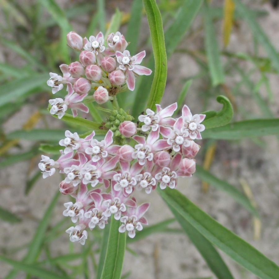 Asclepias fascicularis 