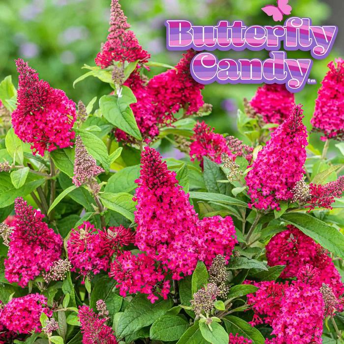 Buddleia davidii Butterfly Candy&reg; Li'l Raspberry&trade;