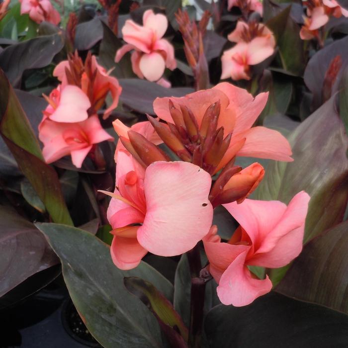 Canna x generalis Cannova&reg; Bronze Peach