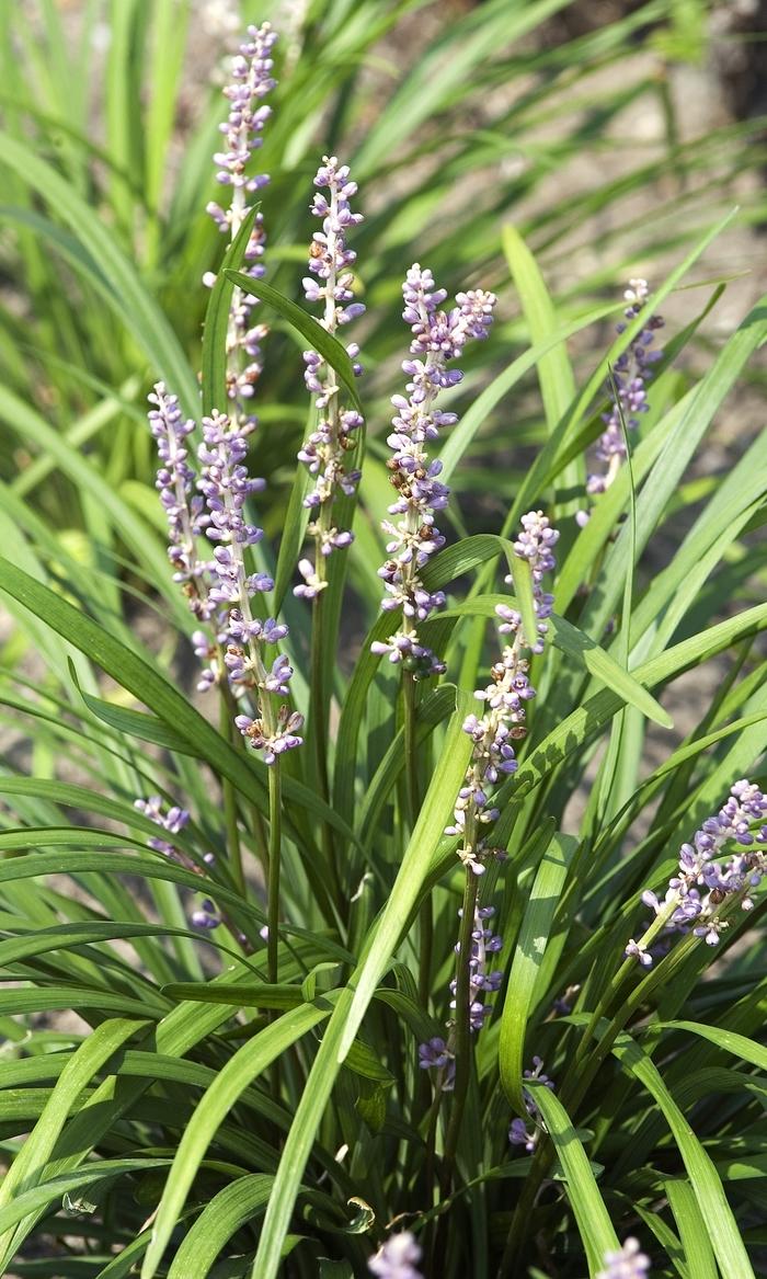 Liriope muscari Super Big Blue