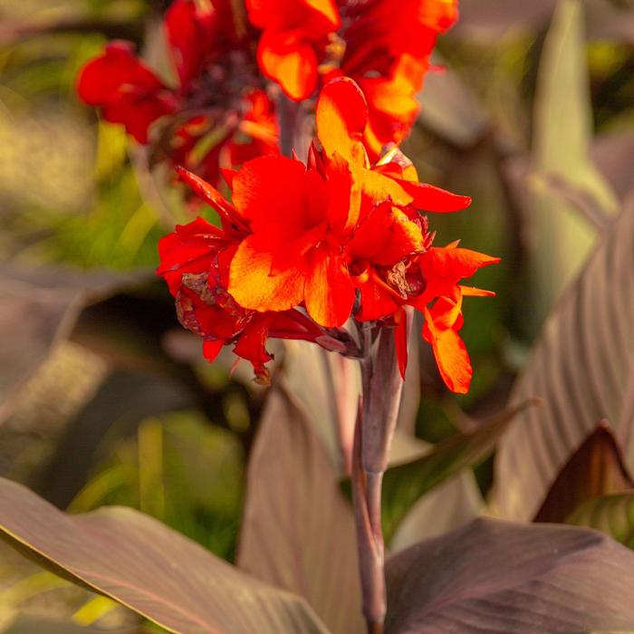 Canna x generalis Cannova&reg; Bronze Scarlet