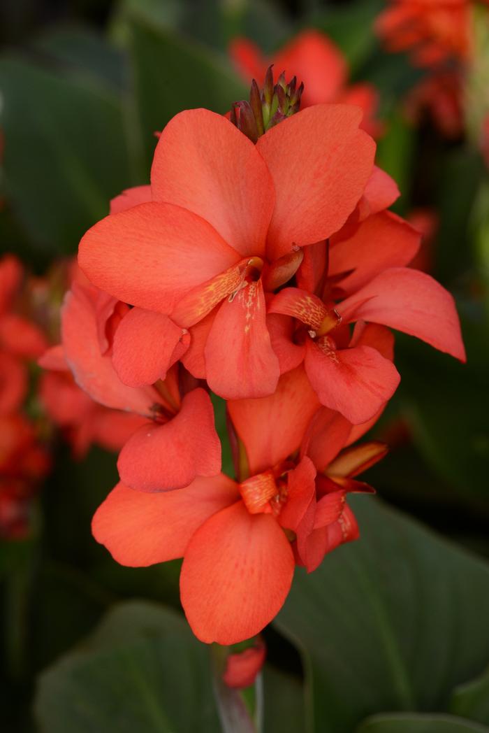 Canna x generalis Cannova&reg; Red Shades