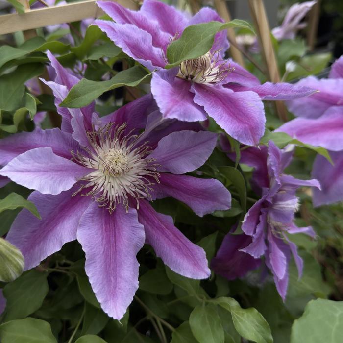 Clematis Doctor Ruppel