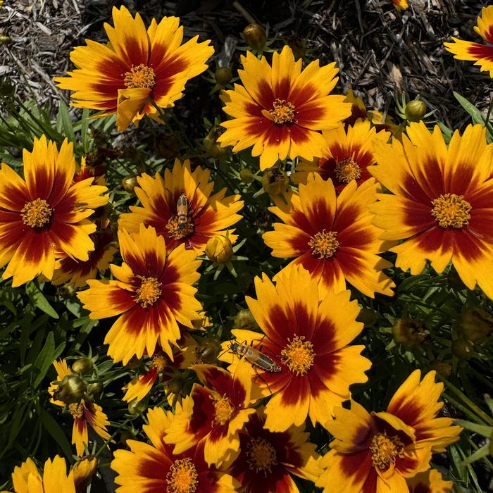 Coreopsis UpTick&trade; Gold & Bronze