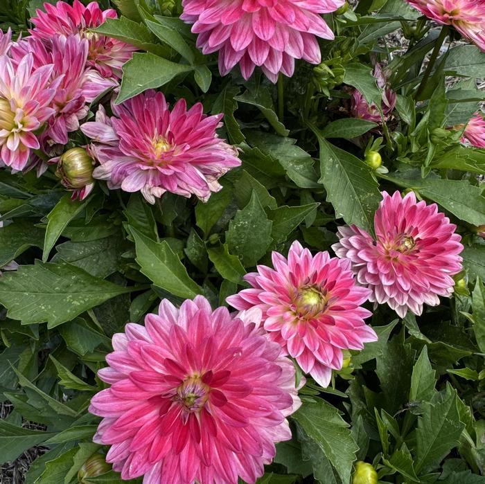 Dahlia Venti&trade; Magenta White Eye