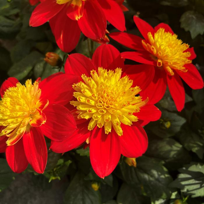 Dahlia Venti&trade; Venti Fireburst