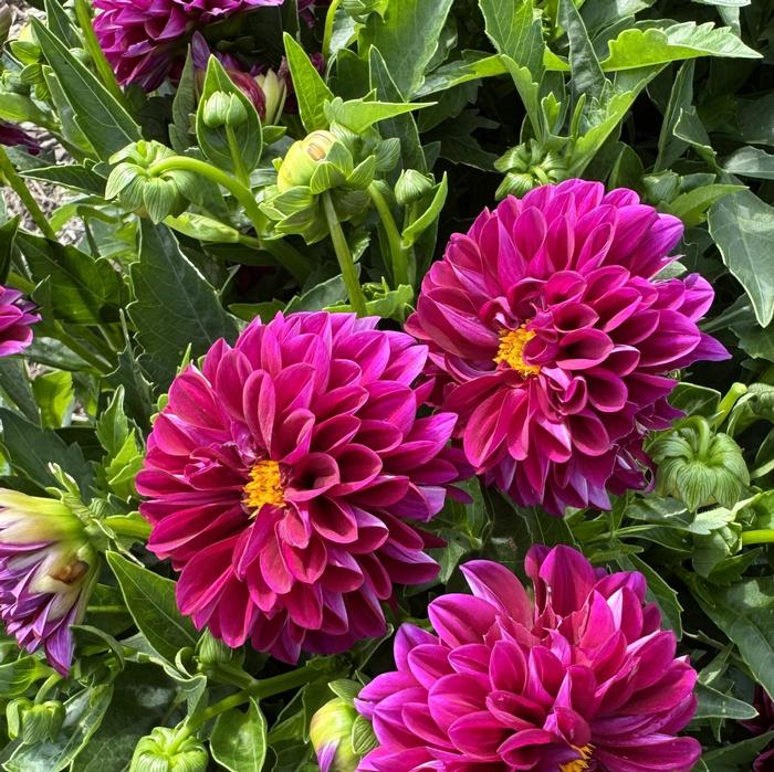 Dahlia LaBella&reg; Grande Magenta Improved