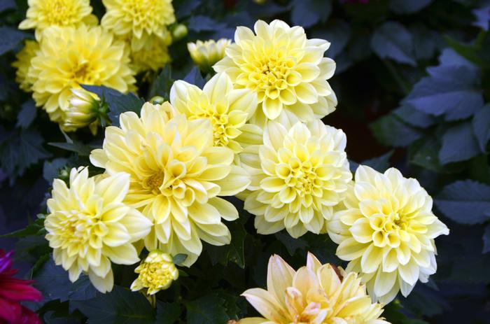 Dahlia LaBella&reg; Grande Yellow