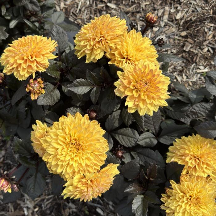 Dahlia LaBella&reg; Maggiore Fun Chocolate Yellow