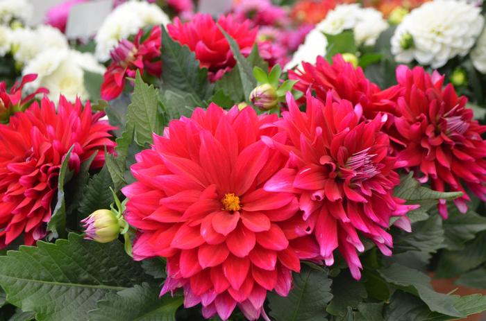 Dahlia LaBella&reg; Maggiore Purple