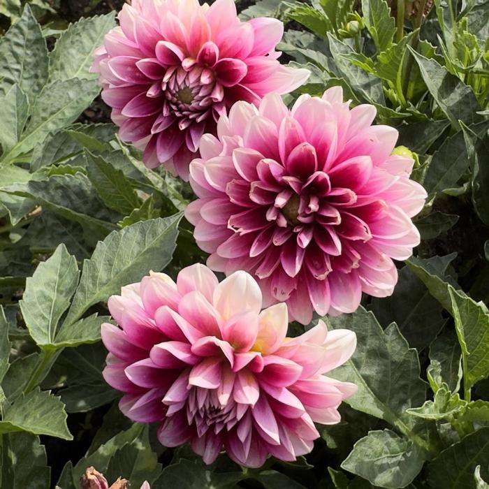 Dahlia Dalaya&reg; Dalaya Purple Lace