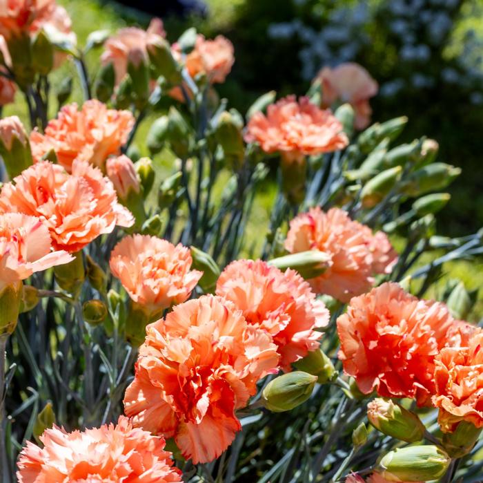 Dianthus Scent First&reg; Scent First Orange Sparkler