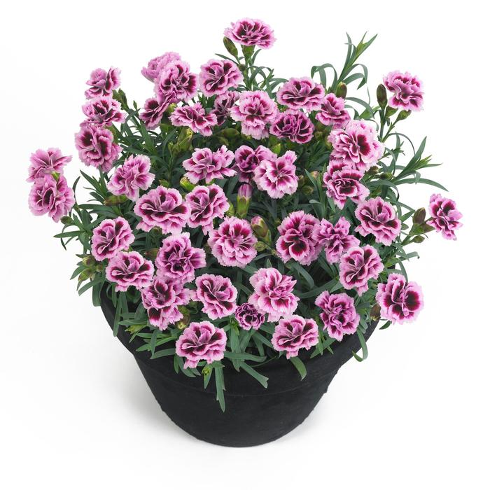 Dianthus caryophyllus Sunflor Finesse