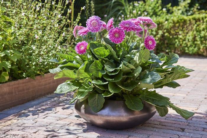 Gerbera jamesonii Garvinea Majestic Purple