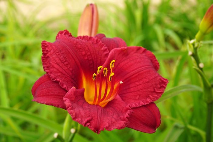 Hemerocallis Cranberry Baby