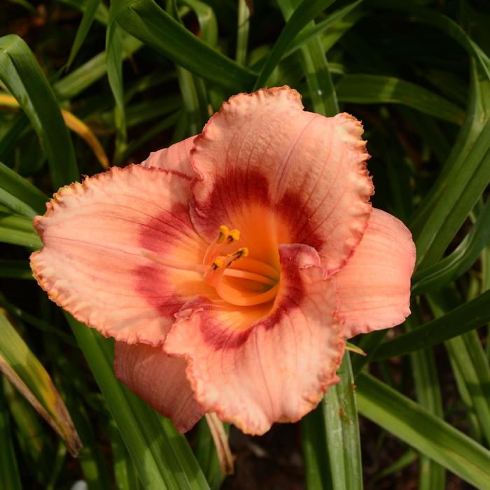 Hemerocallis Strawberry Candy