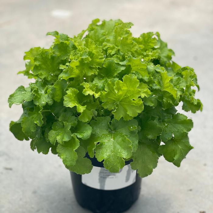 Heuchera Indian Summer Limeberry