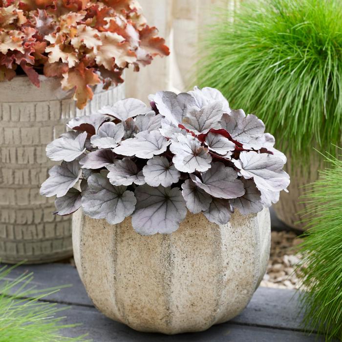 Heuchera Indian Summer Silverberry