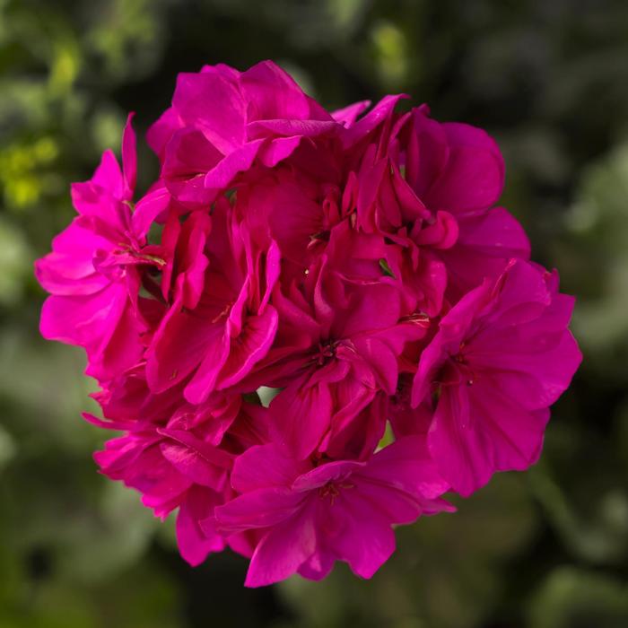 Geranium (Pelargonium) Calliope&reg; Cascade Violet