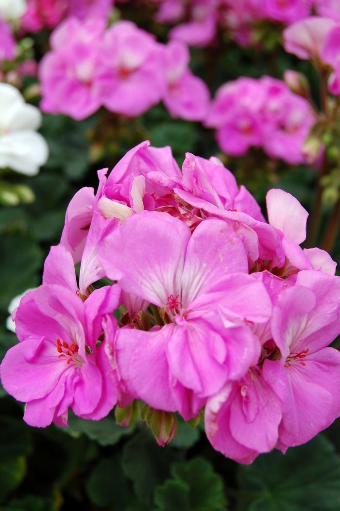 Geranium (Pelargonium) x hortorum Tango&trade; Lavender