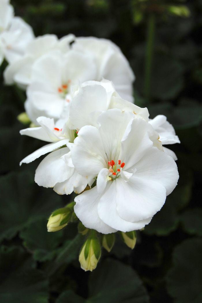 Geranium (Pelargonium) x hortorum Tango&trade; White