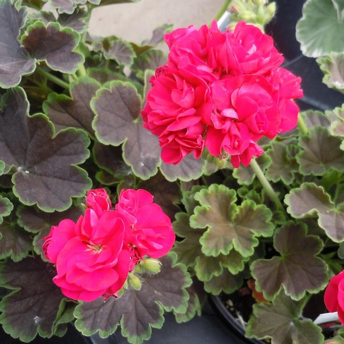 Geranium (Pelargonium) x hortorum Brocade Cherry Night