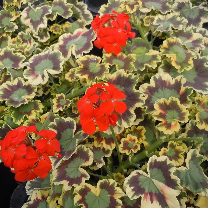 Geranium (Pelargonium) x hortorum Mrs. Pollock