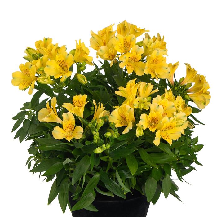 Alstroemeria Inticancha&reg; Havana