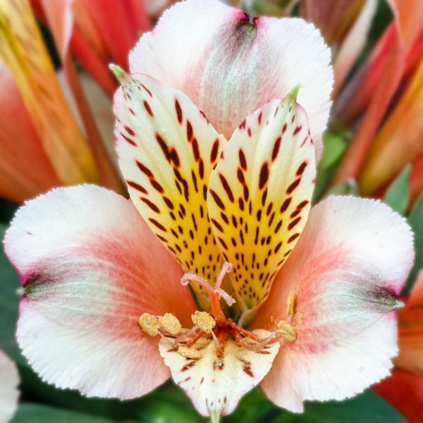Alstroemeria Inca Husky&trade;