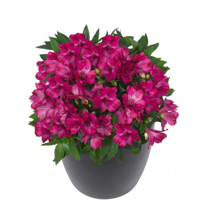 Alstroemeria Inticancha&reg; Machu