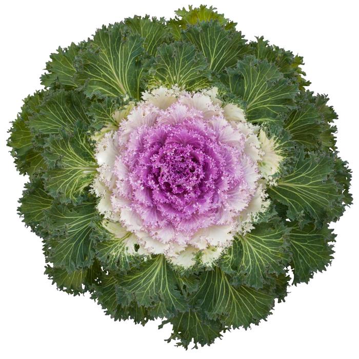 Brassica oleracea Bright and Early Pink Bicolor