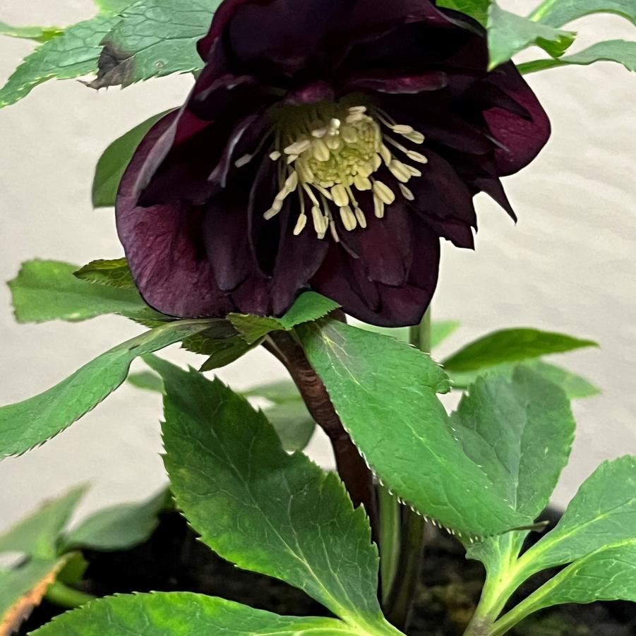 Helleborus orientalis Winter Jewels Red Sapphire