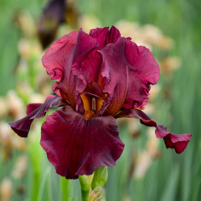 Iris germanica Bernice's Legacy