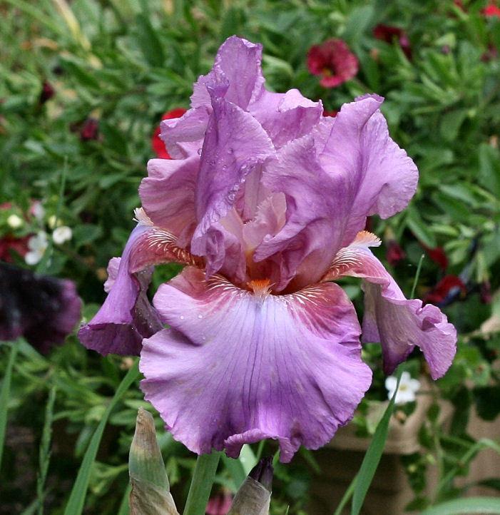 Iris germanica Persian Berry
