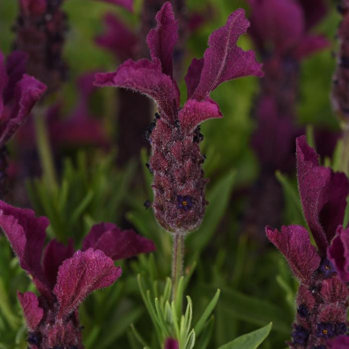 Lavandula stoechas Anouk Burgundy
