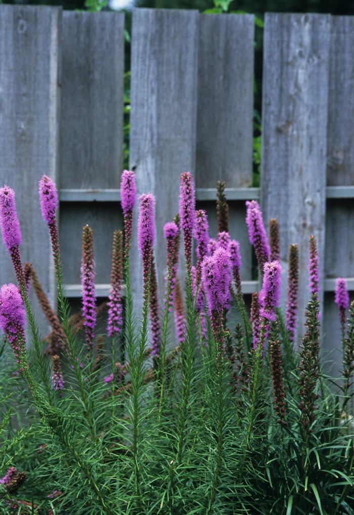 Liatris spicata 