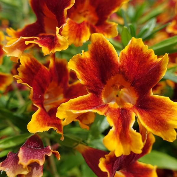 Mimulus Jelly Bean Jelly Bean Fiesta Marigold
