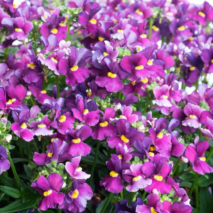 Nemesia Escential&trade; Bumbleberry