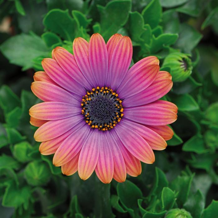 Osteospermum Zion&trade; Copper Amethyst 