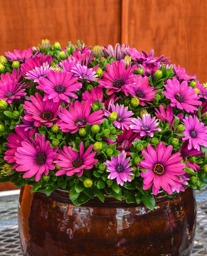 Osteospermum ecklonis Serenity&trade; Dark Purple