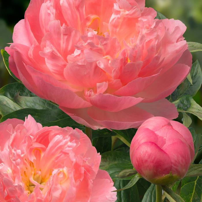 Paeonia lactiflora Pink Hawaiian Coral