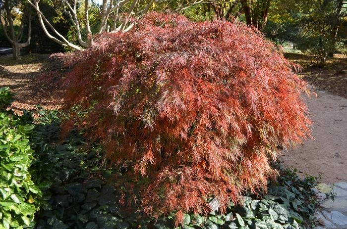 Acer palmatum dissectum Crimson Queen