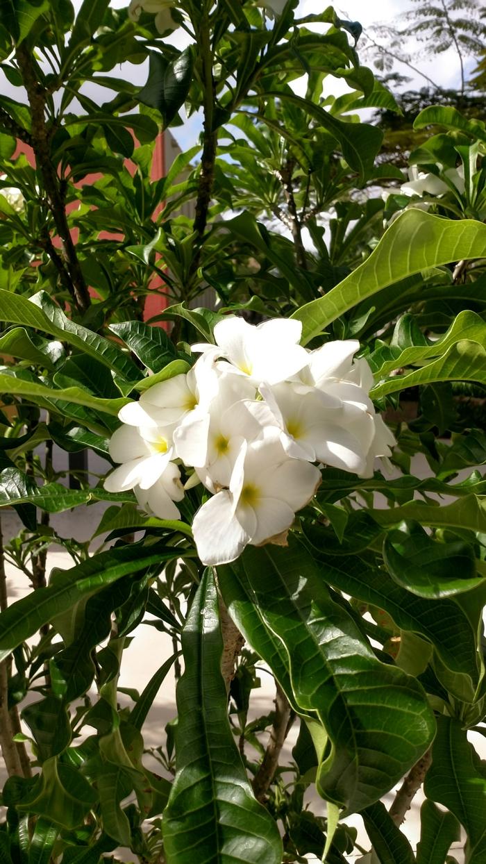 Plumeria 