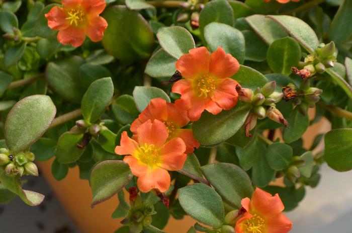 Portulaca oleracea Pazazz Nano&trade; Orange
