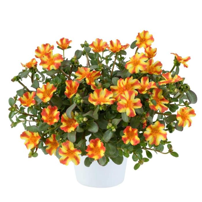 Portulaca oleracea Pazazz Nano&trade; Orange Twist